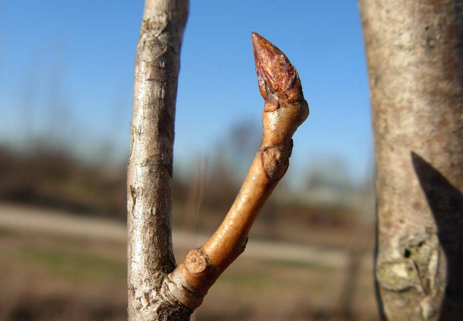 Populus nigra L.Ph Roberta Alberti www.actaplantarum.org 