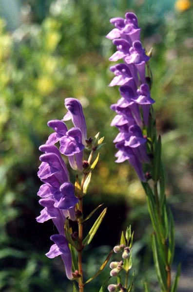 Scutellaria baicalensis 1